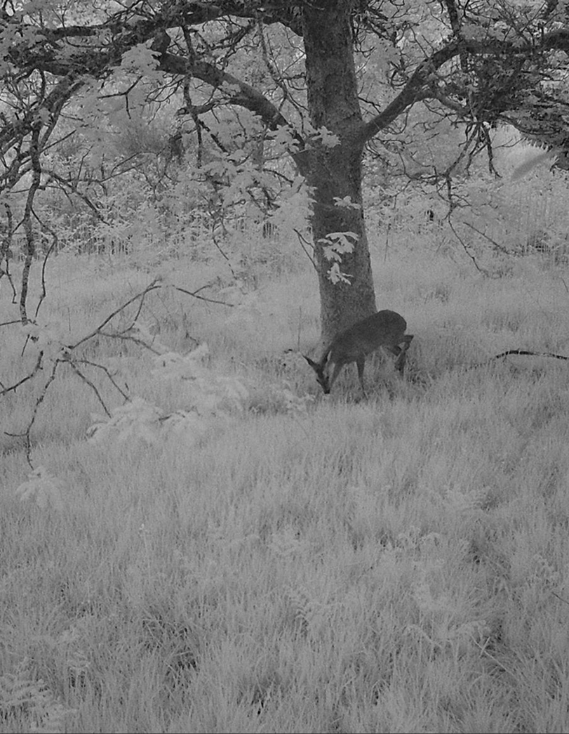trailaxzi-img-20